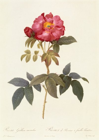 Rosa Gallica Caerulea by Pierre Joseph Redouté
